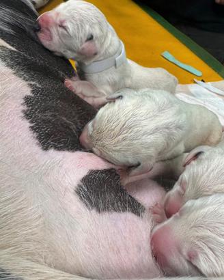 Dall'amata cuccioli pedigree