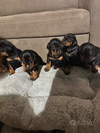 Cucciole dobermann