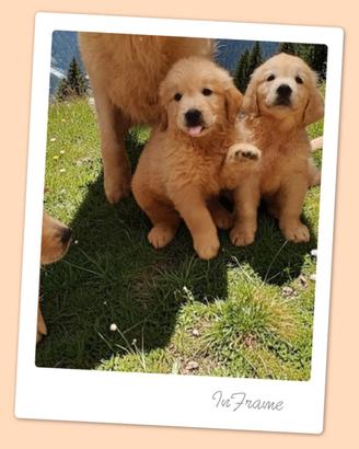 Golden retriever