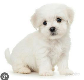 Cucciolo di maltese