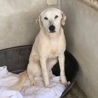 Lulù, buona dolce ubbidiente