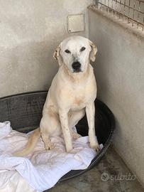 Lulù, buona dolce ubbidiente