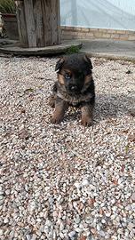 Cuccioli pastore tedesco