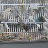 Inseparabili