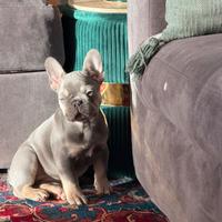 Cucciola bulldog francese lilac tan