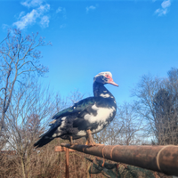 Anatre mute (Cairina Moschata)