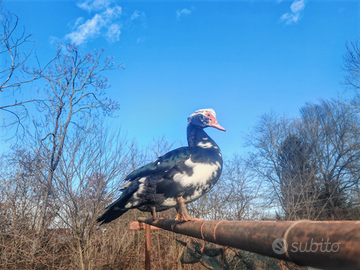 Anatre mute (Cairina Moschata)