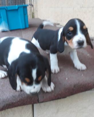 Beagle tricolori taglia piccola