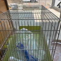 Gabbietta per uccelli