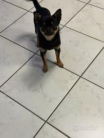 Chihuahua disponibile per monta