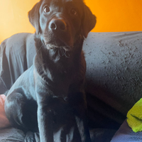 Cucciolo Labrador Retreiver nero