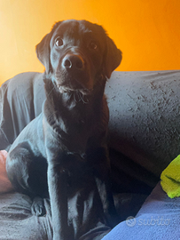 Cucciolo Labrador Retreiver nero