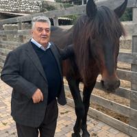 Cavallo stallone pre andaluso