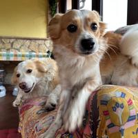 2 inseparabili amici