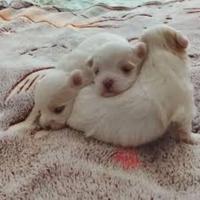 Maltese toy cuccioli