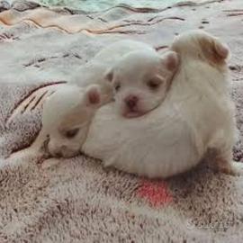 Maltese toy cuccioli
