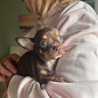 Chihuahua mini