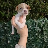 Cuccioli jack russel nani