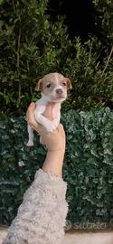 Cuccioli jack russel nani
