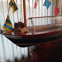 Carrello frigo esposizione pesce/carne 170×70 cm