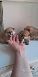 Cuccioli di spitz pomerania