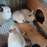 Conigli California e non maschi e femmine