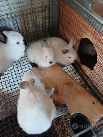 Conigli California e non maschi e femmine