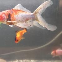 Pesci x Laghetto o Acquario
