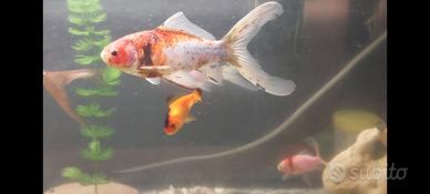 Pesci x Laghetto o Acquario