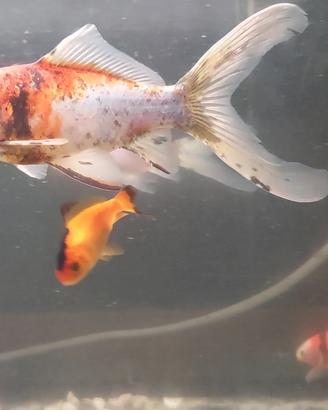 Pesci x Laghetto o Acquario