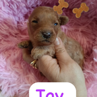Barboncino Toy pedigree ENCI
