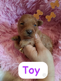 Barboncino Toy pedigree ENCI