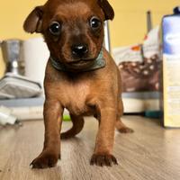 Cuccioli pinscher