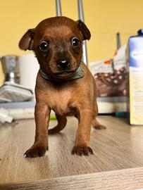 Cuccioli pinscher
