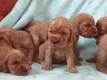 Cocker Spaniel maschietti Rosso cervo