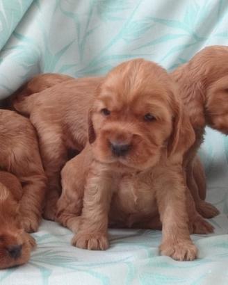 Cocker Spaniel maschietti Rosso cervo