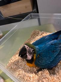 Dolcissima ara allevata a mano