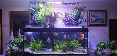Acquario 450 litri