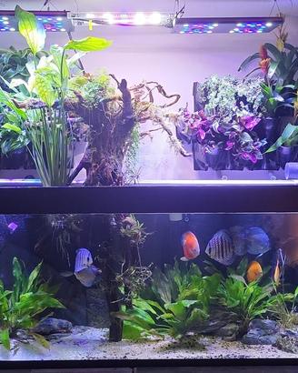 Acquario 450 litri