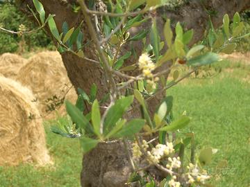 Terreno con rustico da ristrutturare