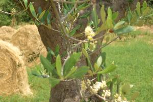Terreno con rustico da ristrutturare
