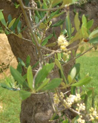 Terreno con rustico da ristrutturare