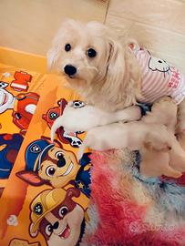 Maltese cuccioli maschi e femmine