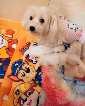 Maltese cuccioli maschi e femmine