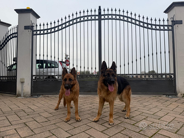 Cuccioli di pastore tedesco