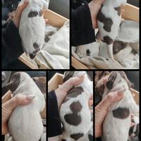 Cuccioli Springer Spaniel Inglese con Pedigree