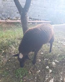 Pecora
