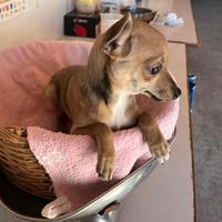 Cucciolo di Pinscher