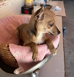 Cucciolo di Pinscher