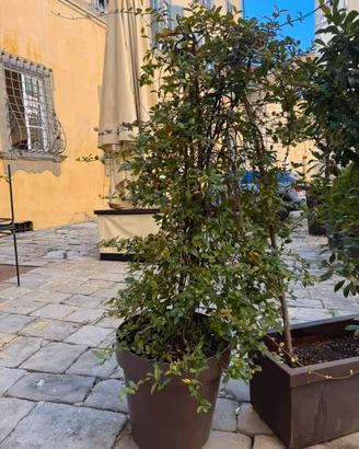 Pianta